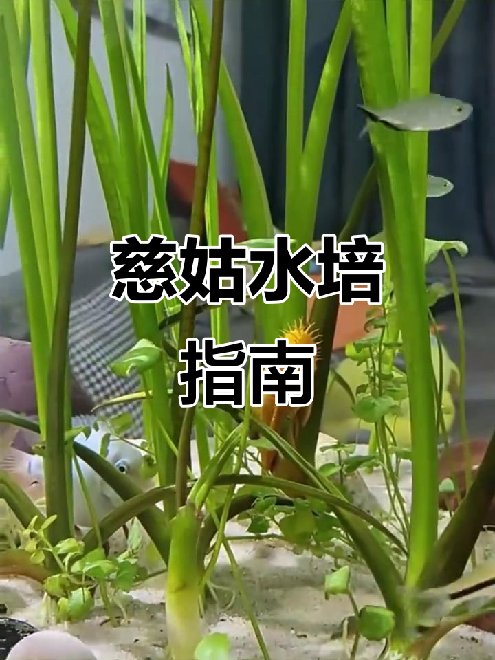 水生植物慈姑,净化水面,幼苗水培轻松种植
