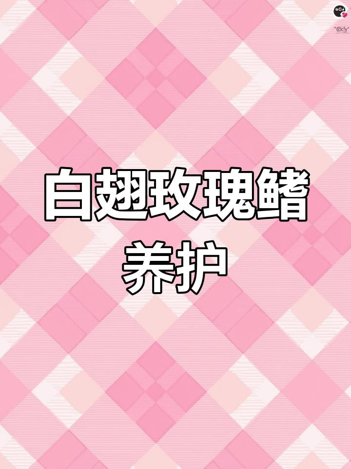 玫瑰扯旗鱼:温和小型热带鱼的饲养技巧