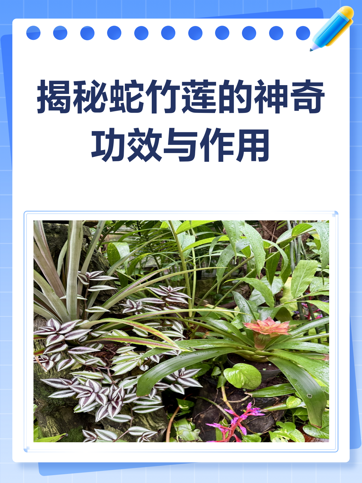 蛇竹莲?这草药竟能清热解毒还治蛇伤!