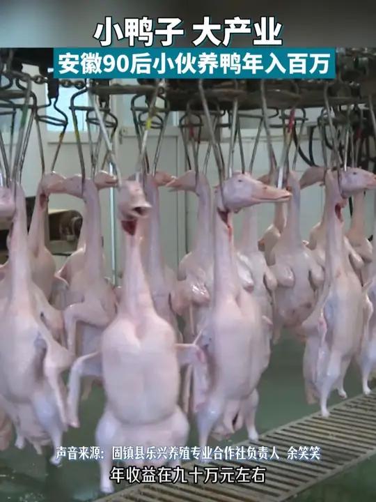 小鸭子大产业,90后小伙养鸭年入百万