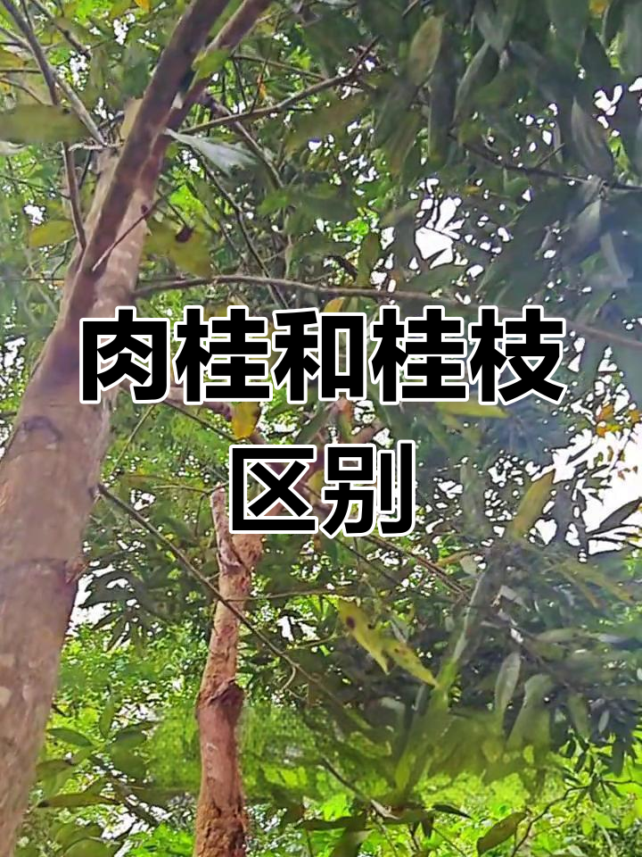 肉桂、桂枝与油桂的区别,哪种最适合你?