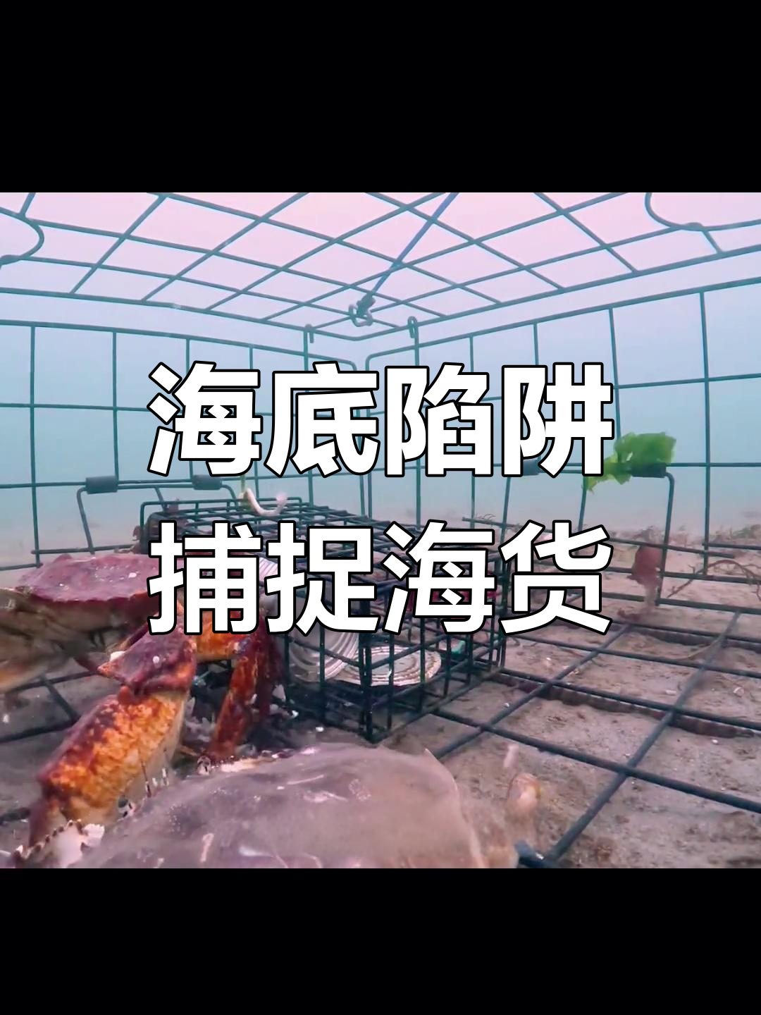 铁笼里放臭鱼罐头,竟能吸引螃蟹自投罗网!