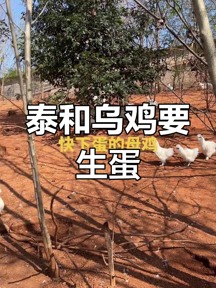 泰和乌鸡快下蛋,公母打鸣声此起彼伏