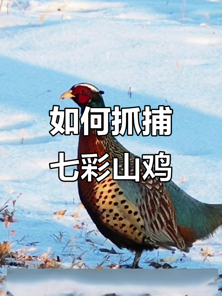 了解野鸡习性,轻松捕捉公母山鸡