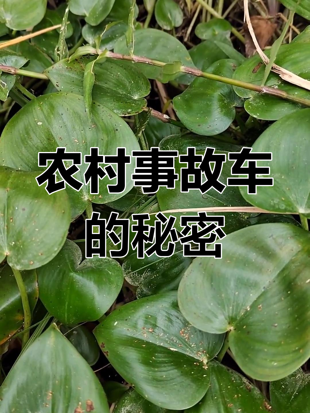 农村事故车大揭秘,鸭舌草背后的故事