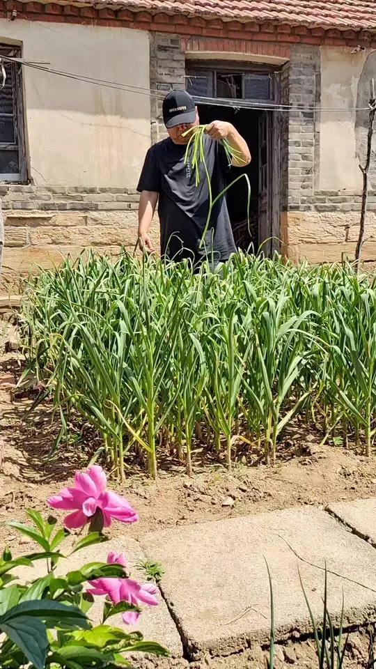 农家小院的蔬菜一茬接着一茬，小白菜没吃完蒜苔又下来了