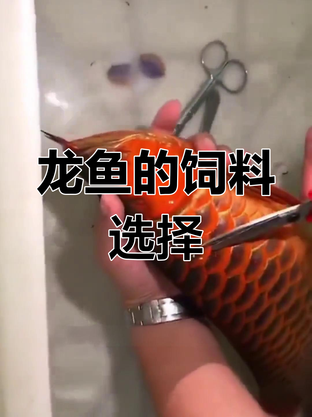 龙鱼喂海虾还是淡水虾?