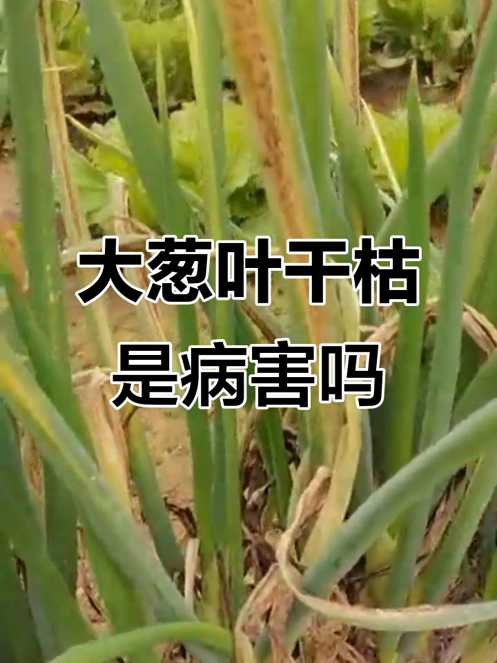 大葱叶片干枯原因分析,如何防治软腐病