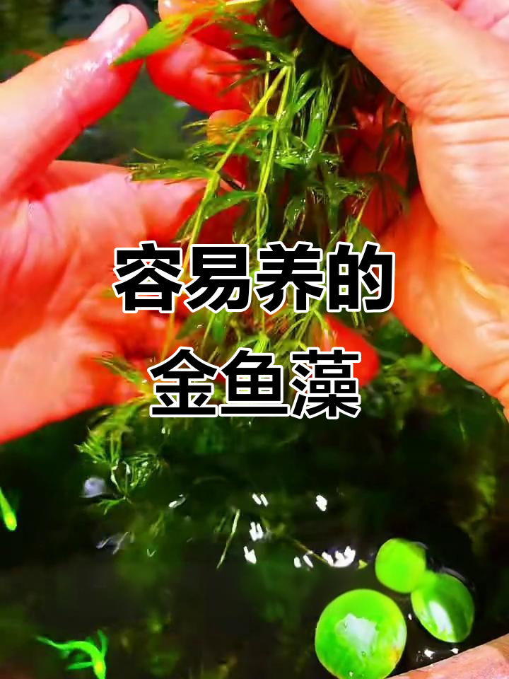 金鱼藻水草:超好养,快速爆缸,适合新手鱼友