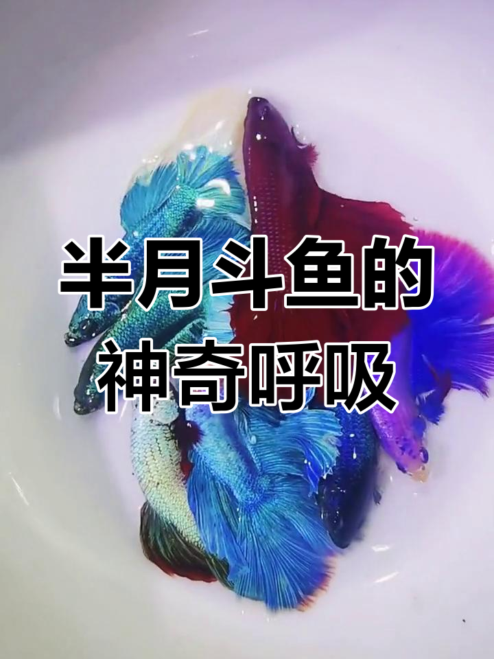 泰国半月斗鱼,不用打氧也能活!