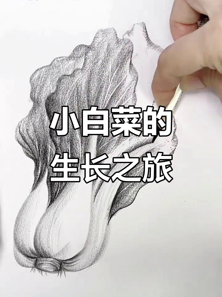 小白菜的成长故事，从种子到餐桌的美味
