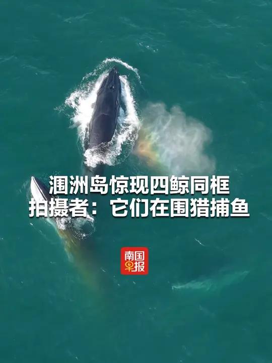 涠洲岛惊现四鲸同框，拍摄者：它们在围猎捕鱼 北海涠洲岛鲸鱼唯美（记者：钟丽娅，剪辑：姚荛）