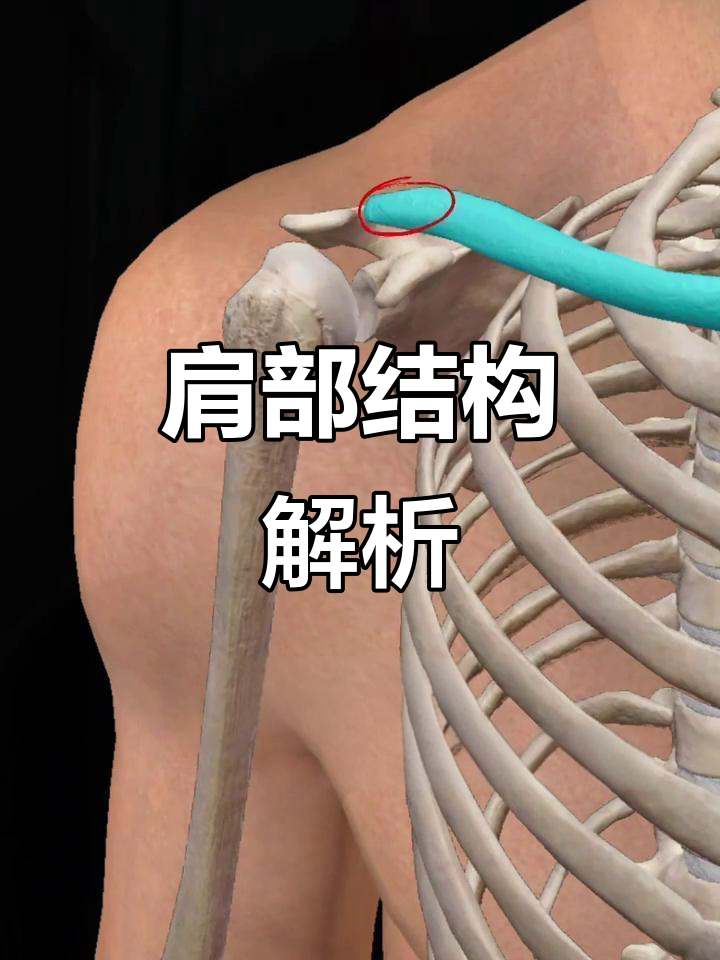 肩部肌肉解剖与精准按摩技巧，轻松掌握