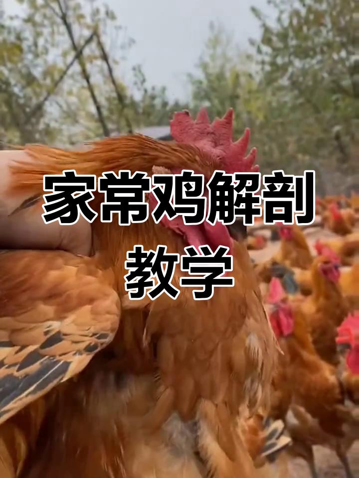 鸡解剖基础教程,轻松掌握内部结构