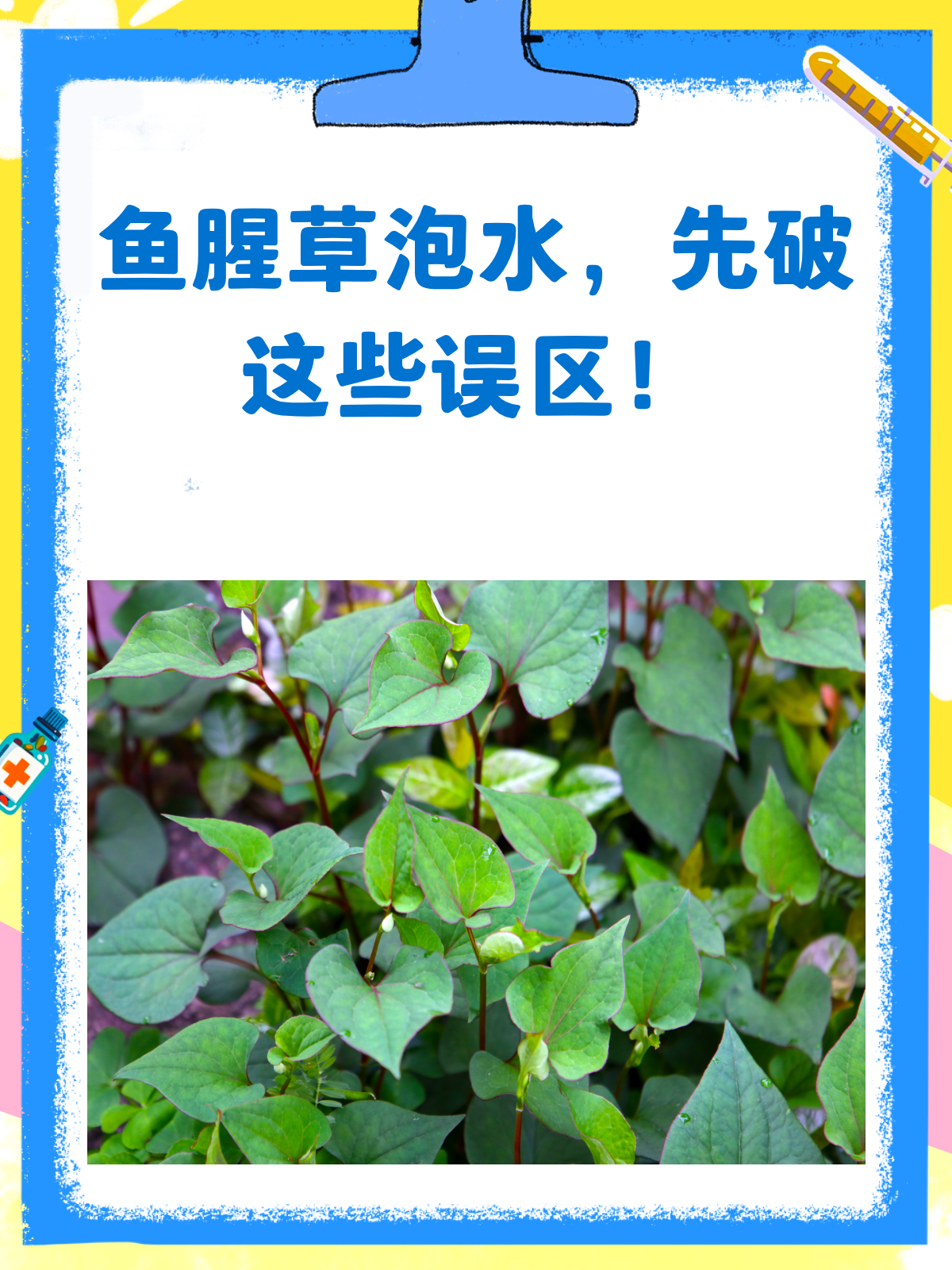 鱼腥草泡水喝?这些误区你一定要知道!