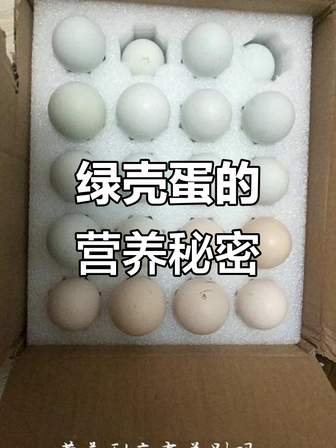 绿壳蛋营养更丰富,推荐白羽与昌系品种