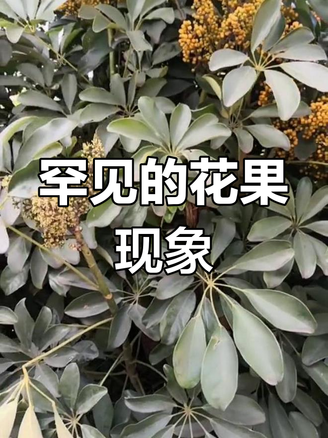 鸭脚木与鹅掌柴的开花结果现象
