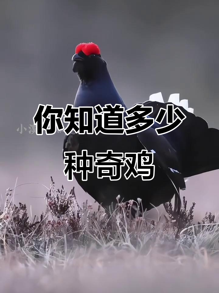 12种奇特鸡类大揭秘,你认识几种?
