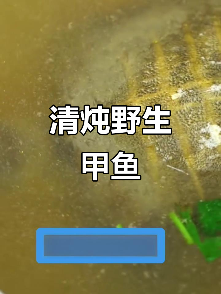 呼伦贝尔野生甲鱼清炖,汤鲜味美又滋补
