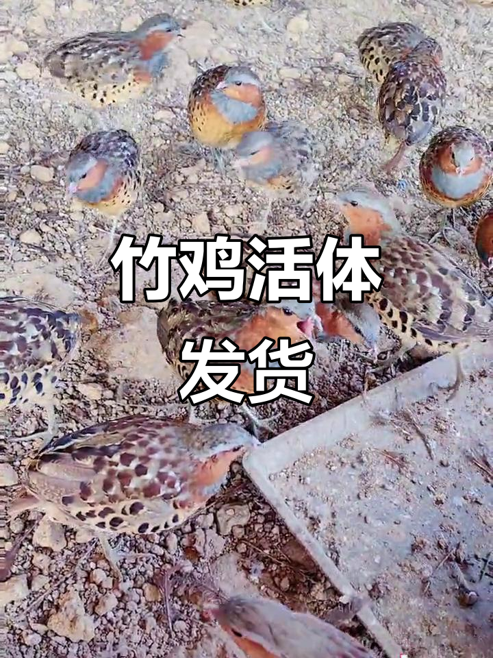 竹鸡养殖发货现场,抓捕过程惊险有趣