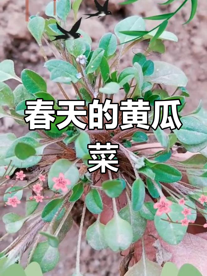 农村常见却常被忽视的黄瓜菜,春天吃最美味