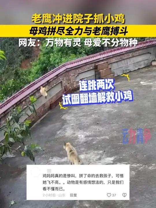 老鹰冲进院子抓小鸡 母鸡拼尽全力与老鹰搏斗 网友：万物有灵 母爱不分物种