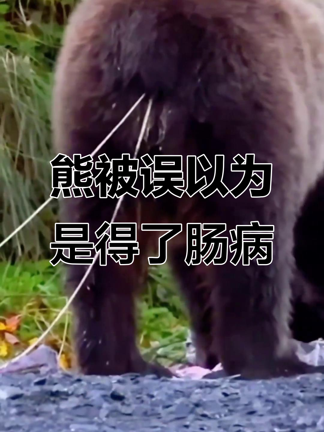 熊的“肠子”原来是绦虫,揭秘寄生虫如何进入动物体内