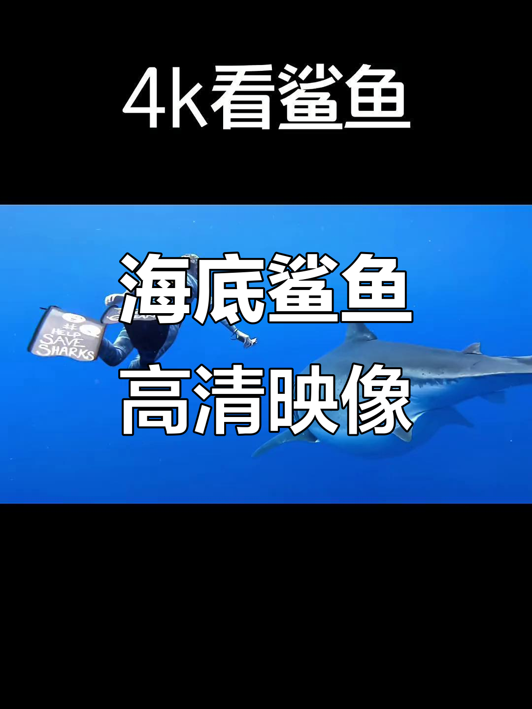 探索海底世界，高清鲨鱼影像大揭秘