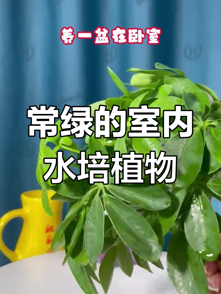 鸭脚木:四季常绿,卧室必备的睡眠神器