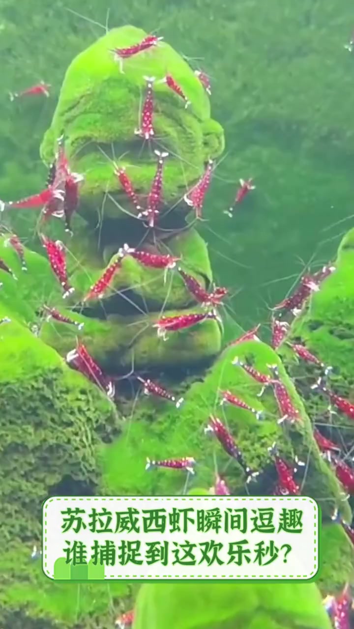 苏拉威西虾瞬间逗趣,谁捕捉到这欢乐秒?