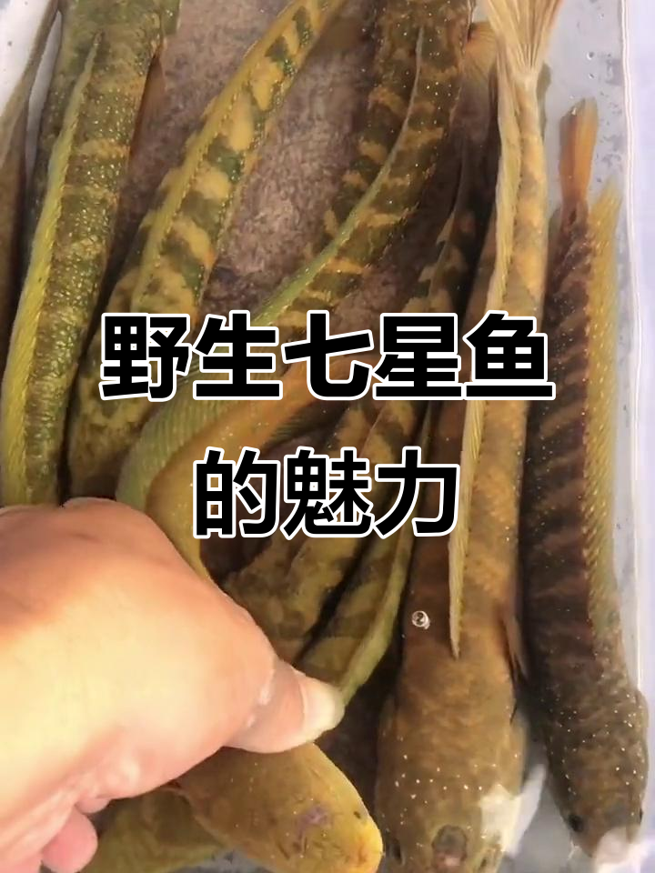 野生七星鱼:口感与美观,你更喜欢哪一种?
