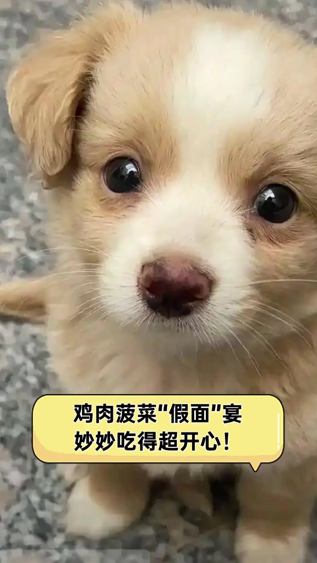 鸡肉菠菜“假面”宴,妙妙吃得超开心!