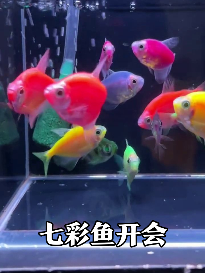 鱼缸变装秀!从嫩绿到彩虹色鱼群,色彩暴击太吸睛
