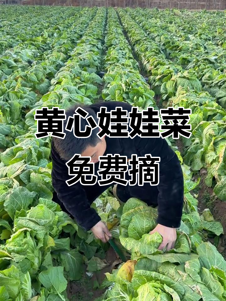 附近的朋友,黄心娃娃菜免费挖!冷天卖不出去就做肥料了