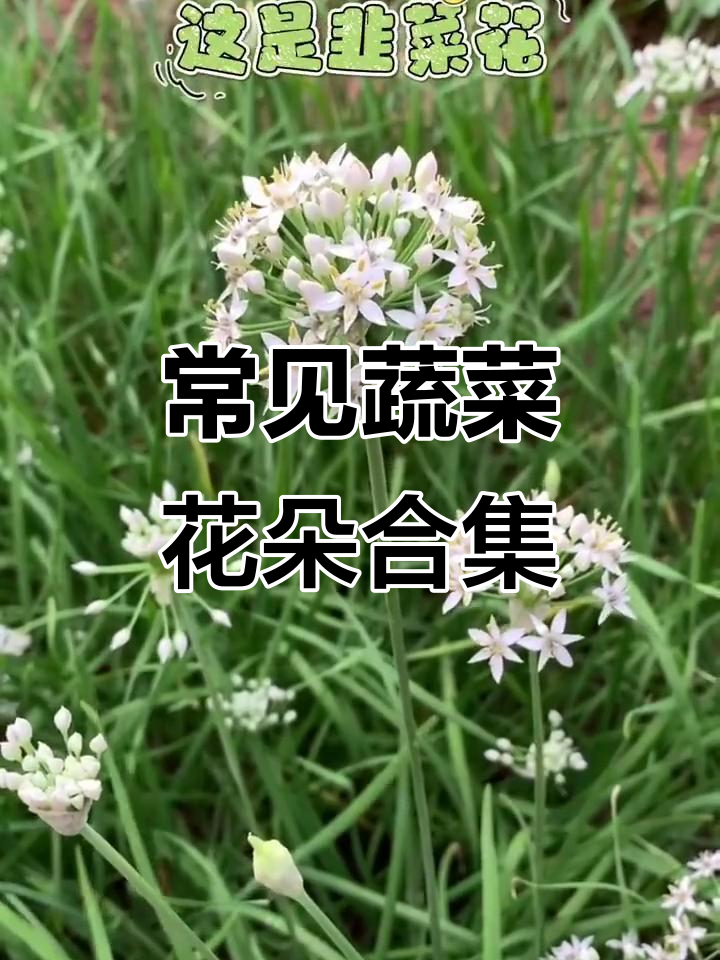 蔬菜开花大揭秘,看看这些你认识吗?