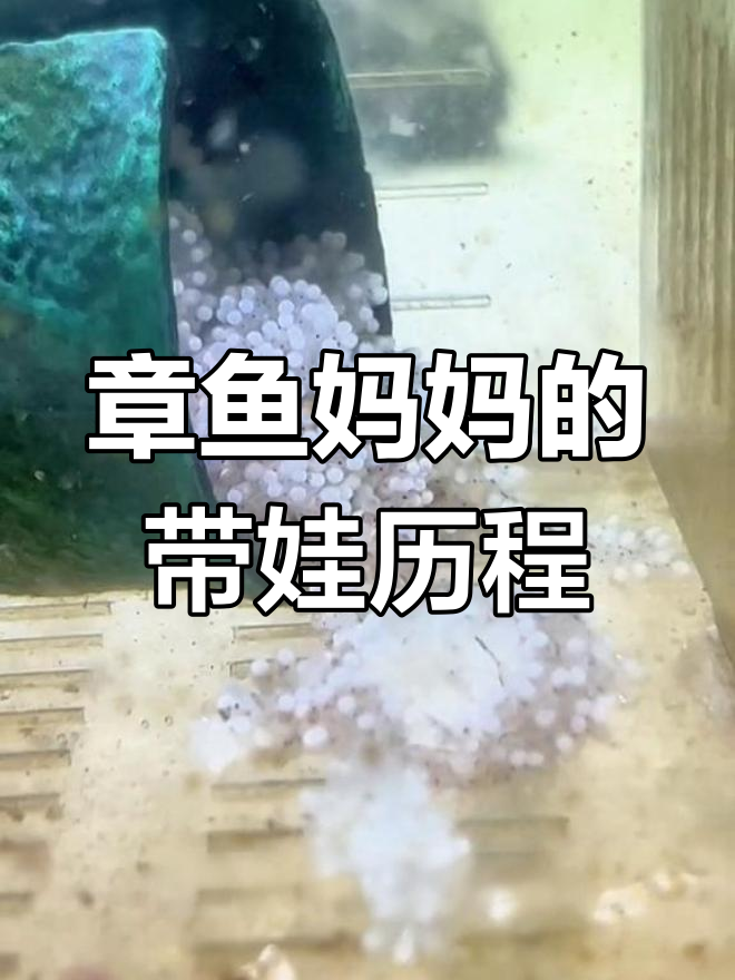 小章鱼孵化大揭秘,妈妈竟然遗弃了这些卵!