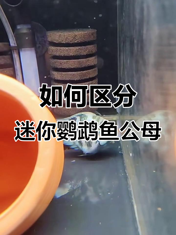 迷你鹦鹉鱼公母分辨技巧,尾巴和体型帮你轻松辨别