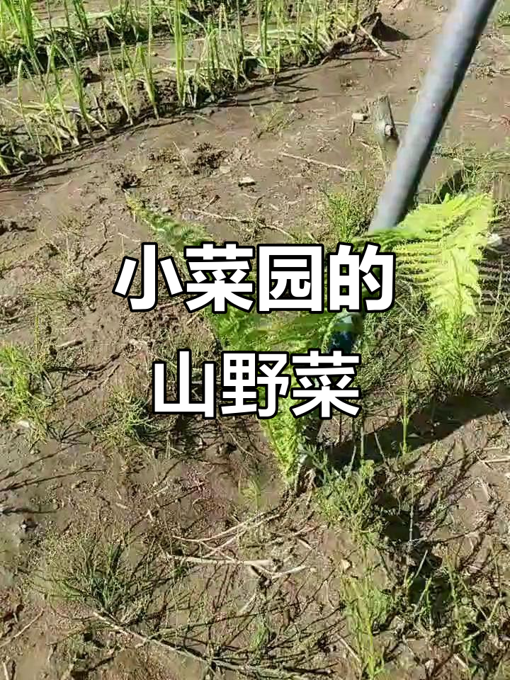 吉林小菜园里的山野菜，柳蒿芽和广东菜的秘密