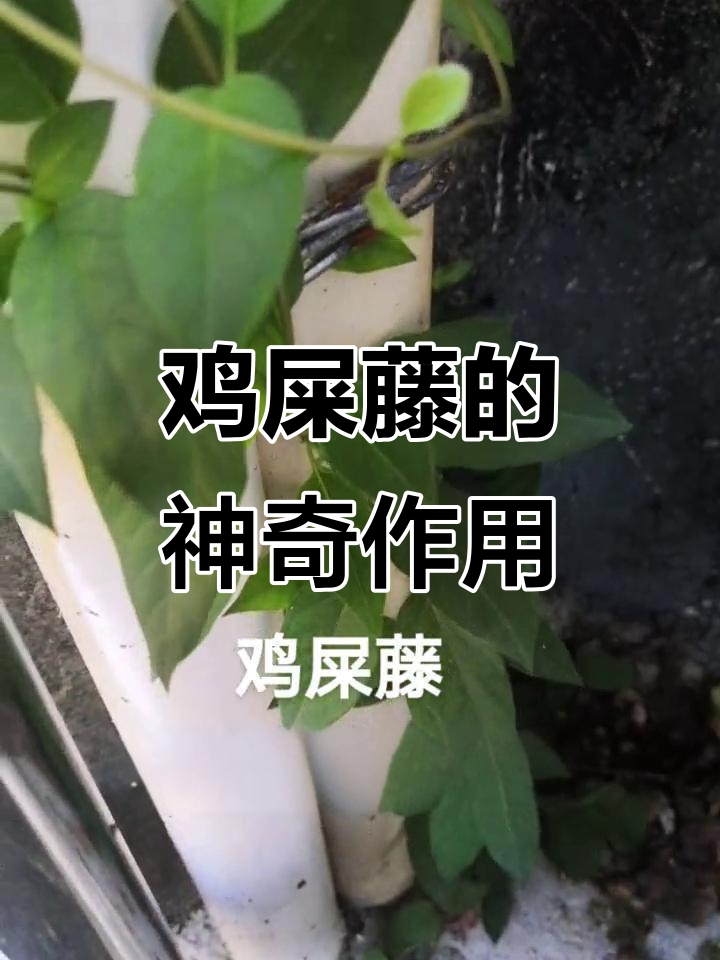 鸡屎藤:好看、好吃又好用,错过就亏了!