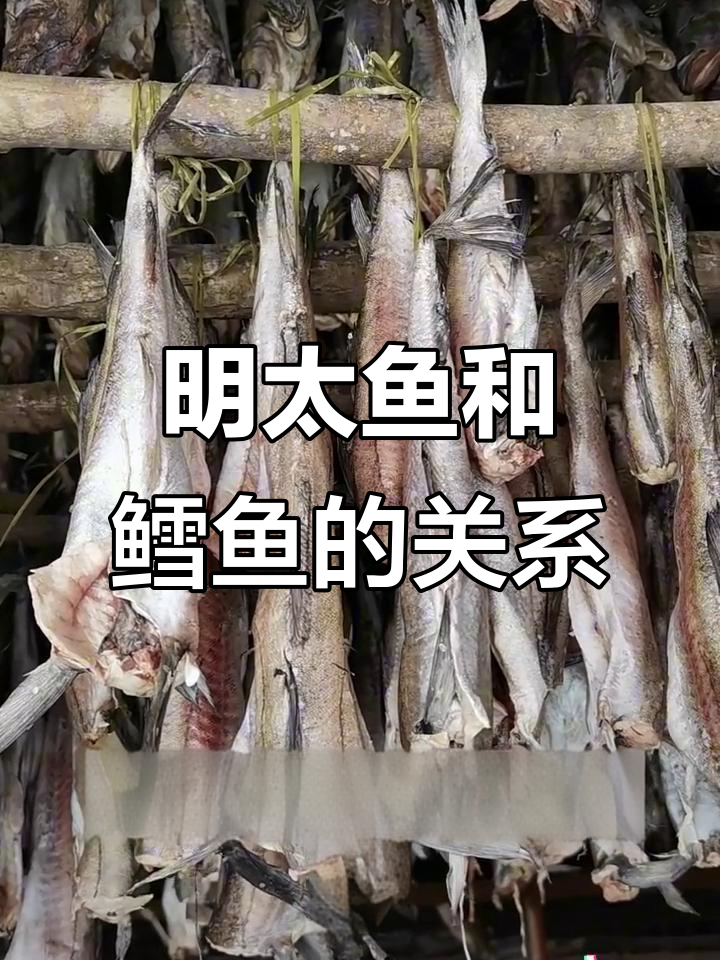 明太鱼与鳕鱼的真相，原来它们是“兄弟”！