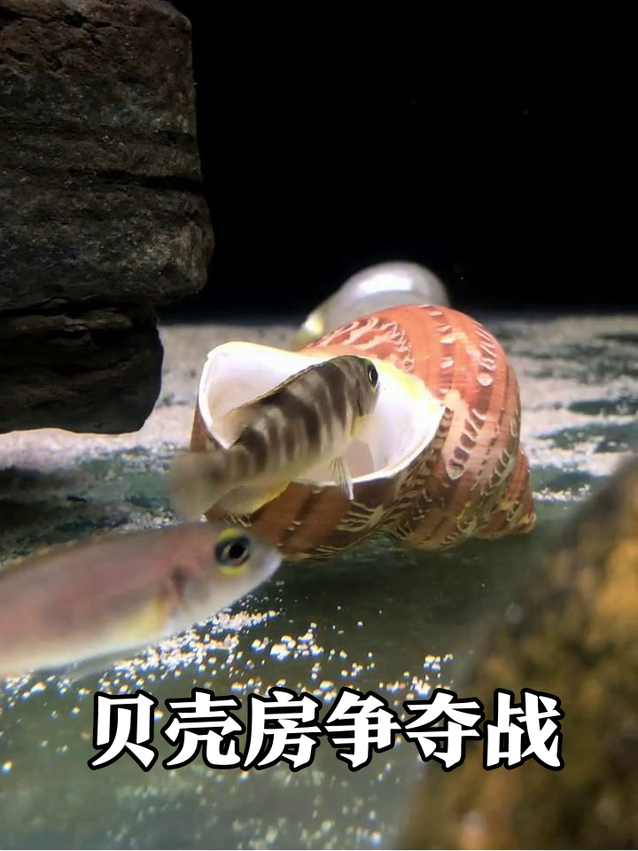 鱼缸版“贝壳房”争夺战,小鱼为抢房大打出手太搞笑