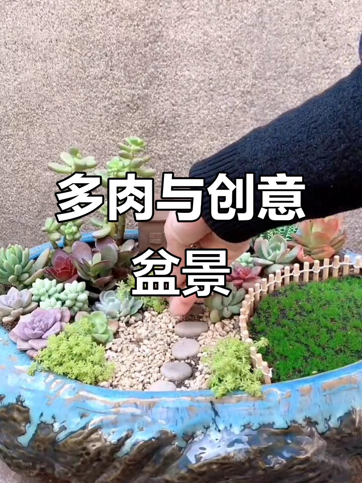 爱多肉,爱创意!打造独特盆景艺术