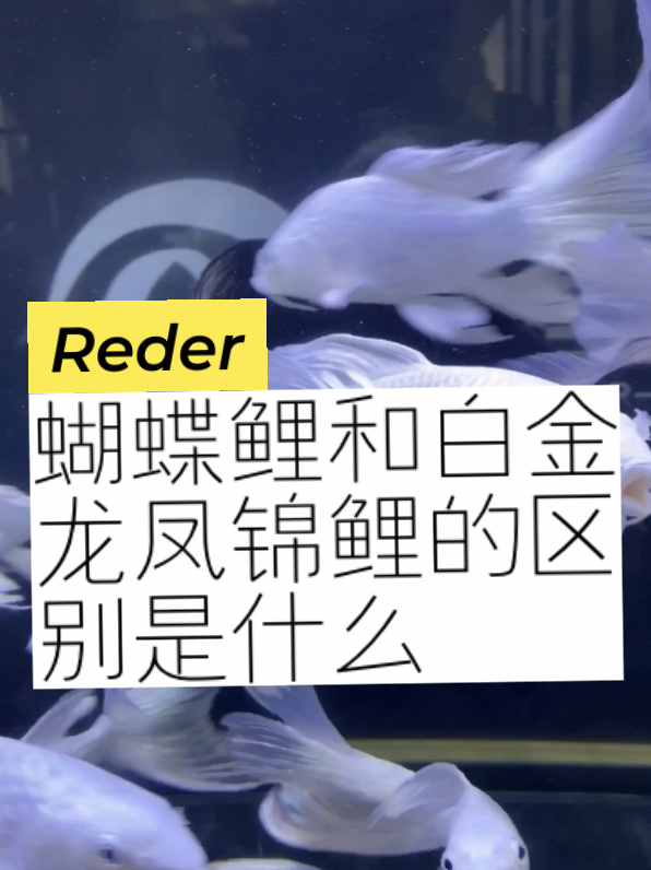 蝴蝶鲤和白金龙凤锦鲤的区别你知道吗?