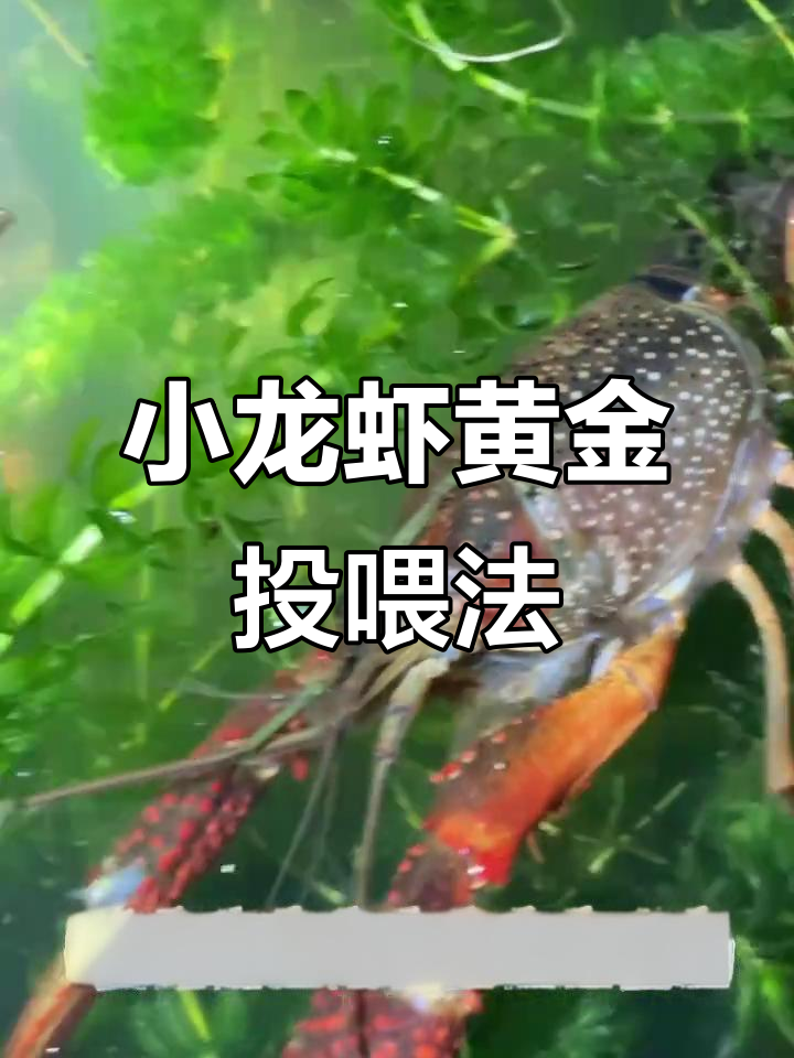 小龙虾养殖技巧:正确投喂方法全揭秘
