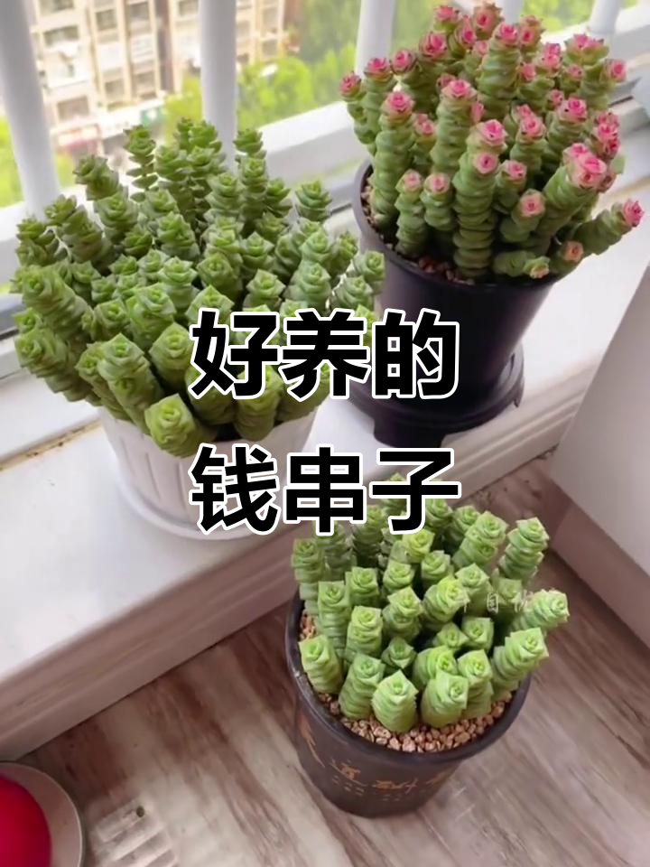 钱串子多肉植物，寓意招财进宝，养护简单轻松爆盆