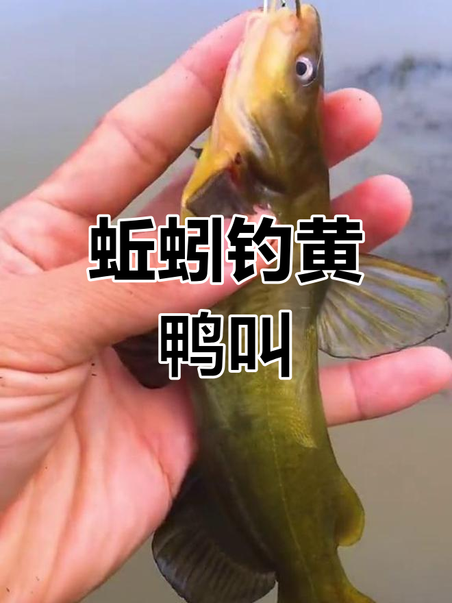 用蚯蚓钓黄鸭叫,轻松掌握作钓技巧