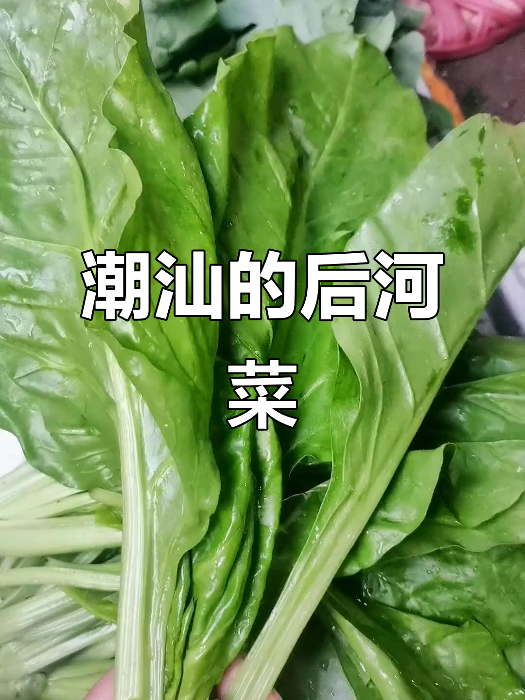 潮汕厚合菜,你吃过吗?这种蔬菜的名字竟然这么有趣!