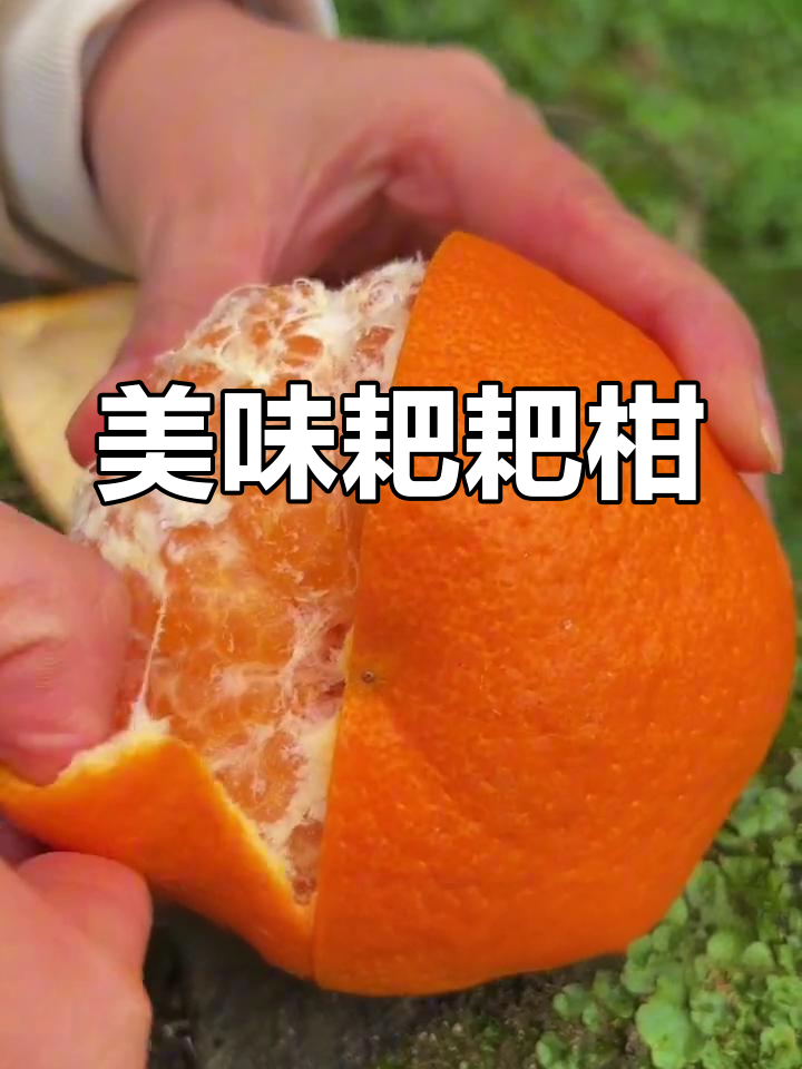 四川耙耙柑,皮薄肉嫩,口感绝佳!