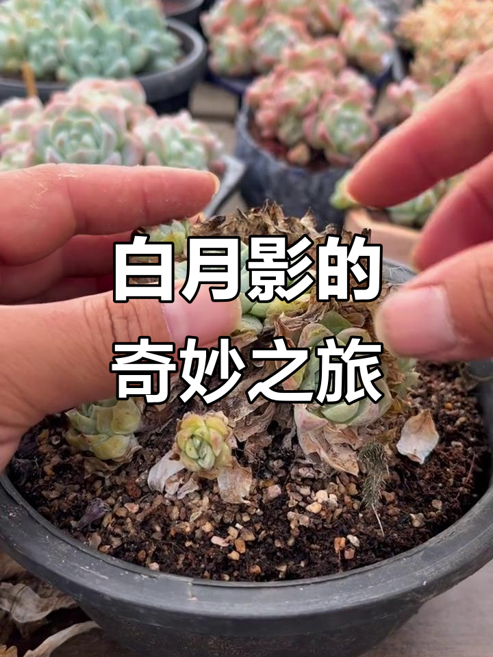 沉浸式解压:白月影多肉植物带来的意外惊喜