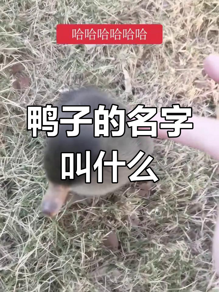 小鸭子名字大挑战,驯兽师搞笑互动